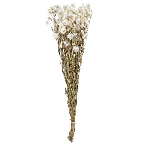 Artikel Kamomill Torkade Blommor Dekoration Blommor Vit knippe 65cm 50g