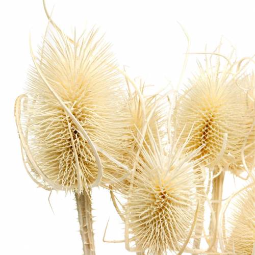 Floristik24 Teasel tistel blekt 8 st