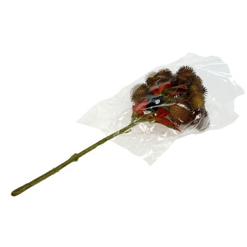 Floristik24 Kastanjeplock brun 32cm