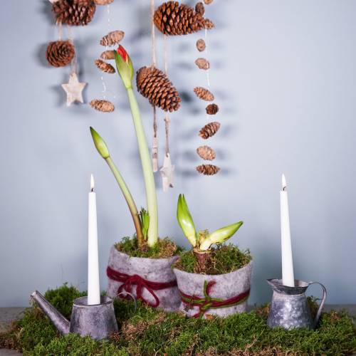 Floristik24 Ljusstakeskanna antik look H12/9cm 2st