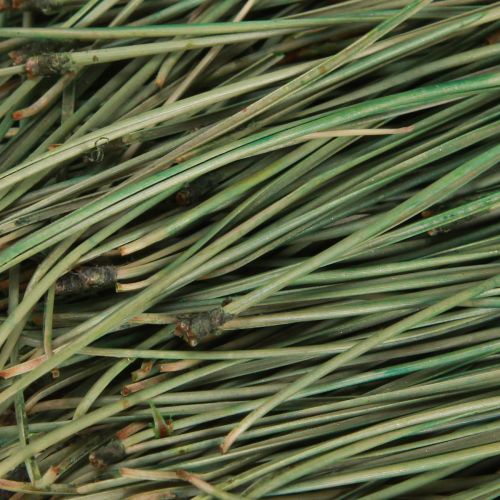 Floristik24 Barr grönt hantverksmaterial Jul 50g 3st