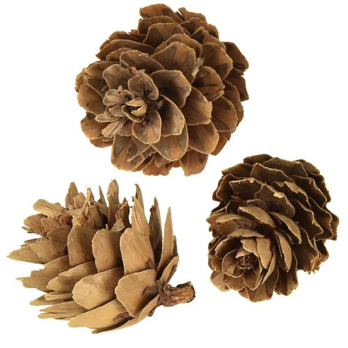 Artikel Kottar, naturliga små kottdekorationer i nät 2,5-3,5 cm 300 g