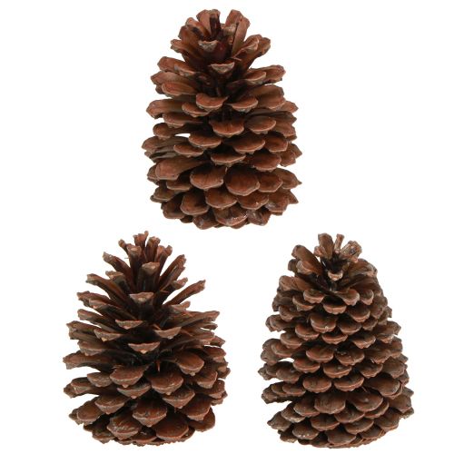 Artikel Kotar Pinus Maritima maritima tallkottar dekoration 12-13cm 3 st
