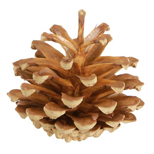 Artikel Kotar Tall Pinus sylvestris H3–5cm 1kg