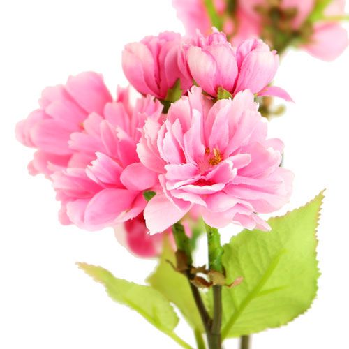 Floristik24 Körsbärsblom gren rosa 100cm
