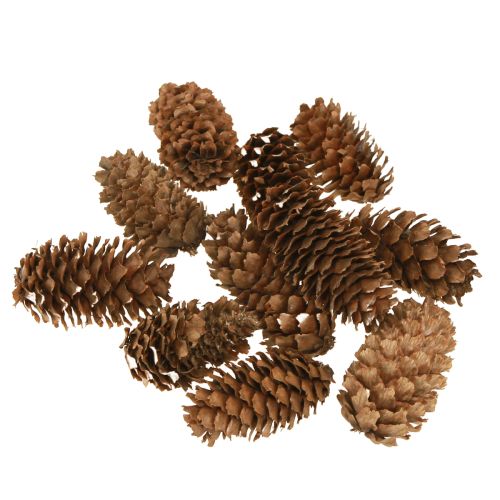 Floristik24 Små odörtkottar dekorativa naturliga kottar advent 3-4cm 100g