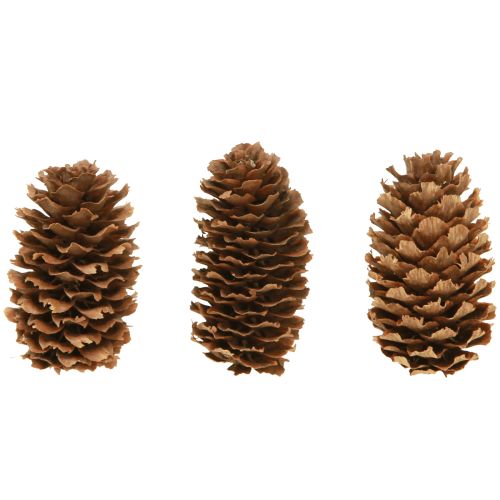 Floristik24 Små odörtkottar dekorativa naturliga kottar advent 3-4cm 100g