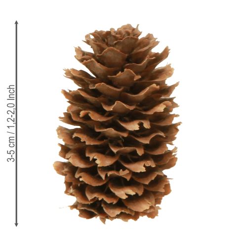 Artikel Små odörtkottar dekorativa naturliga kottar advent 3-4cm 100g