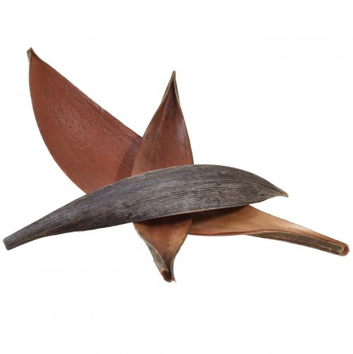 Artikel Kokosnötskal kokosblad naturligt torkade 22cm - 42cm 25 st