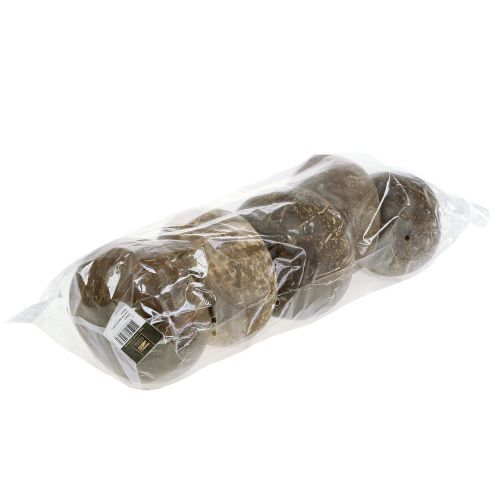 Floristik24 Kokosnötskal polerade naturell 5 st