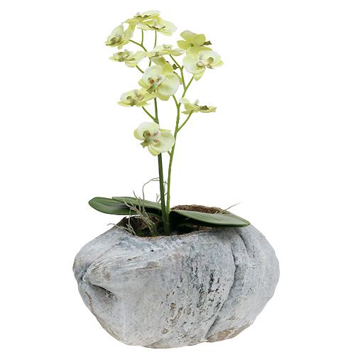 Floristik24 Plantera kokosnötsvita 16 cm x 22 cm H14cm