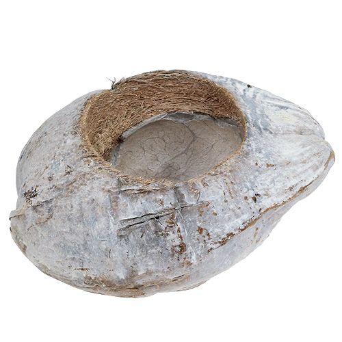 Floristik24 Plantera kokosnötsvita 16 cm x 22 cm H14cm