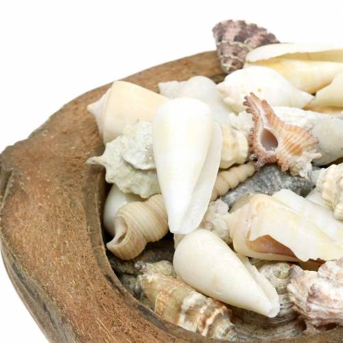 Floristik24 South Sea dekoration kokosnöt med musslor 20cm 250g