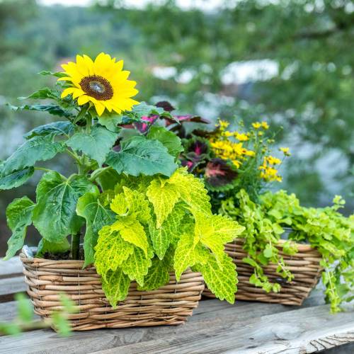 Artikel Korglåda gjord av skalad pil naturlig färg blomlåda set om 2