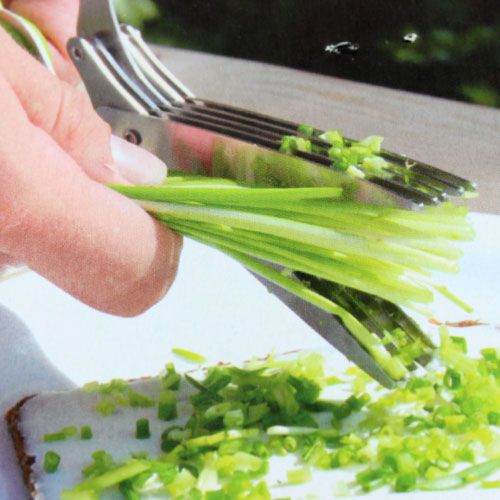 Floristik24 Gräslökssax med 5 blad