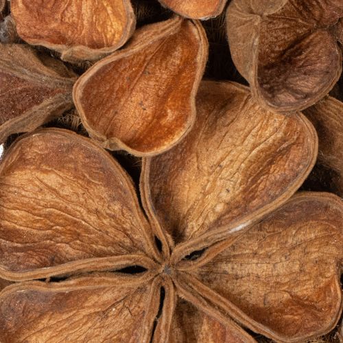 Torkad lotuskrans, dekorativ dörrkrans, 35 cm | Floristik24.se