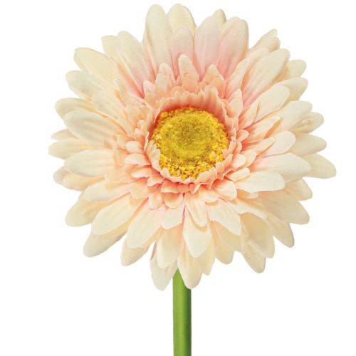 Konstgjorda blommor Gerbera Aprikos 47cm