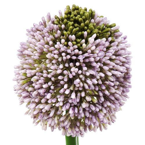 Artikel Konstgjorda blommor Allium Lila Ø10cm L65cm