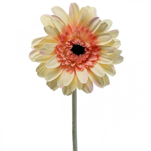 Floristik24 Konstgjord gerbera blomma konstgjord blomma aprikos Ø11cm L50cm