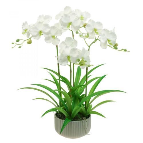 Floristik24 Konstgjorda orkidéer konstgjorda blommor i vit kruka 60cm