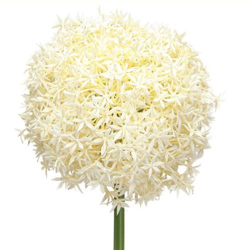 Konstgjord Allium Creme Vit Prydnadslök Ø18cm L90cm