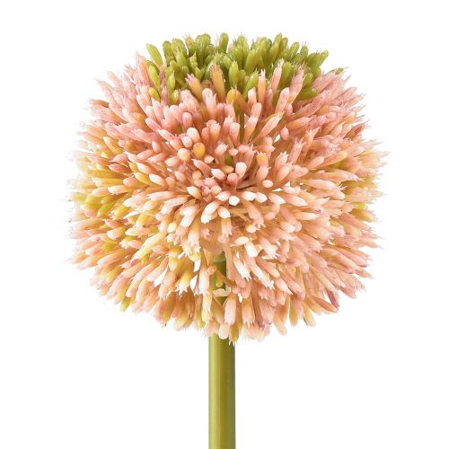 Floristik24 Konstgjord allium prydnadsvitlök rosa grön Ø10cm L65cm