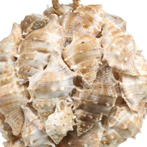 Artikel Deco boll snigel skal skal deco hängande natur Ø12cm