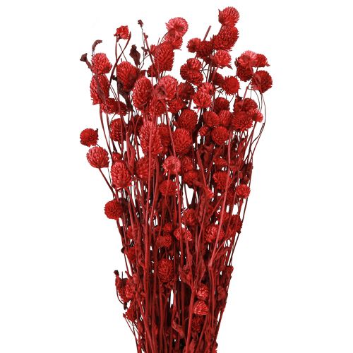 Artikel Globe amaranth Gomphrena Globosa i mörkröd L45cm 100g