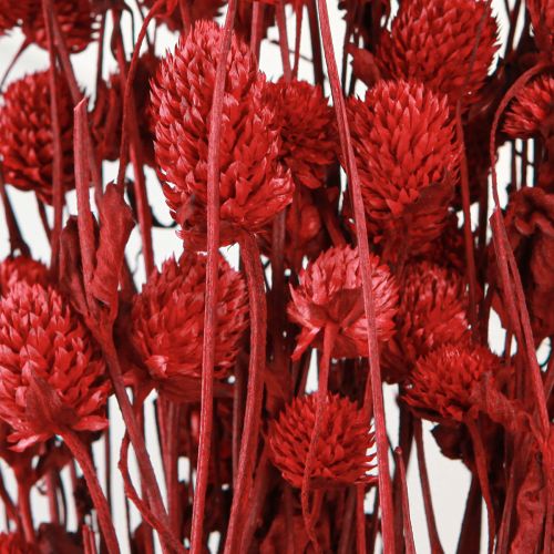 Artikel Globe amaranth Gomphrena Globosa i mörkröd L45cm 100g