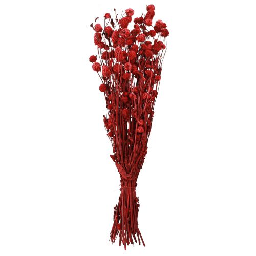 Artikel Globe amaranth Gomphrena Globosa i mörkröd L45cm 100g