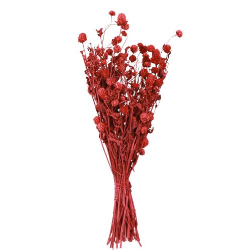 Artikel Globe amaranth Gomphrena Globosa klarröd L45cm 100g