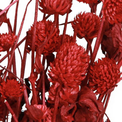 Artikel Globe amaranth Gomphrena Globosa klarröd L45cm 100g