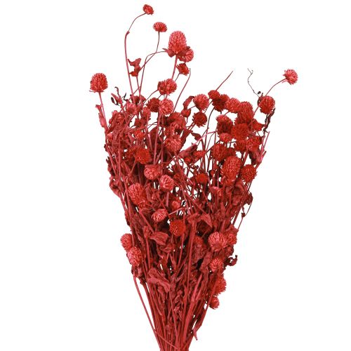 Artikel Globe amaranth Gomphrena Globosa klarröd L45cm 100g