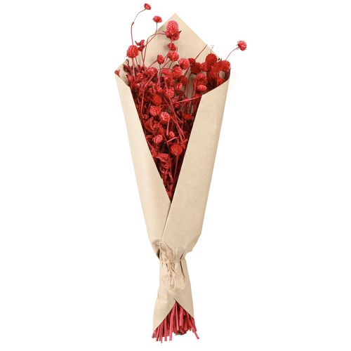 Artikel Globe amaranth Gomphrena Globosa klarröd L45cm 100g