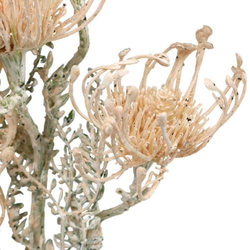 Artikel Konstgjorda blommor, Nålkuddeblomma, Leucospermum, Proteaceae Tvättad Vit L58cm 3st