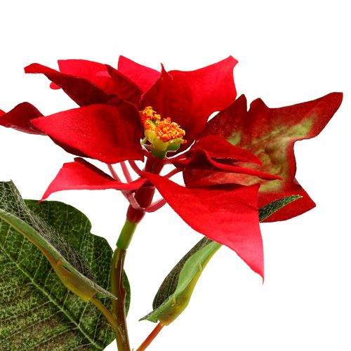 Floristik24 Konstgjorda blommor julstjärna röd L73cm