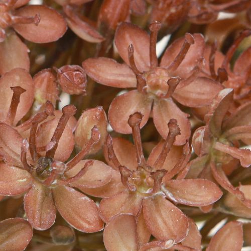 Artikel Konstgjord gren höstdekoration blomma gren brun röd 45cm 2 st