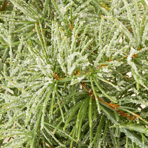 Artikel Dekorativ girlang i lärkträ för stämningsfull rumsdesign, 250 cm