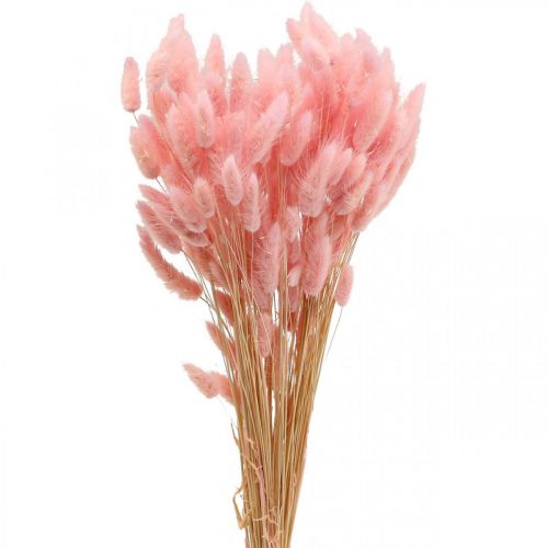 Lagurus Torkad kaninsvansgräs Ljusrosa 65-70cm 100g