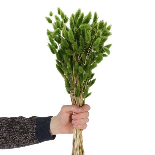 Artikel Torkad Lagurus (Harstjärtgräs) 65-70 cm 100 g