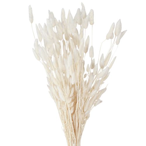 Artikel Torkade blommor Lagurus Natural – fluffigt kaninstjärtgräs i gräddvit 55-70 cm 100 g