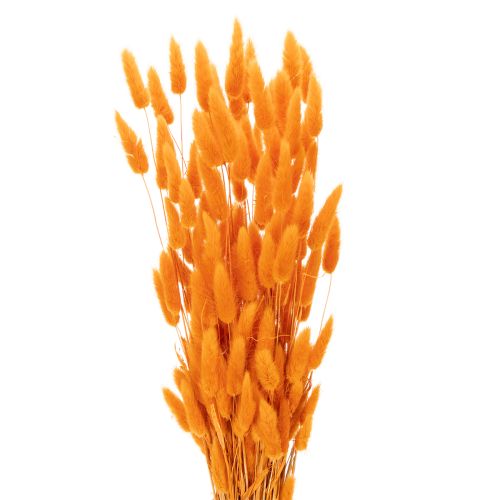 Lagurus-knippe av sammetsgräs, torkat, 70 cm, 100 g köpa | Floristik24.se
