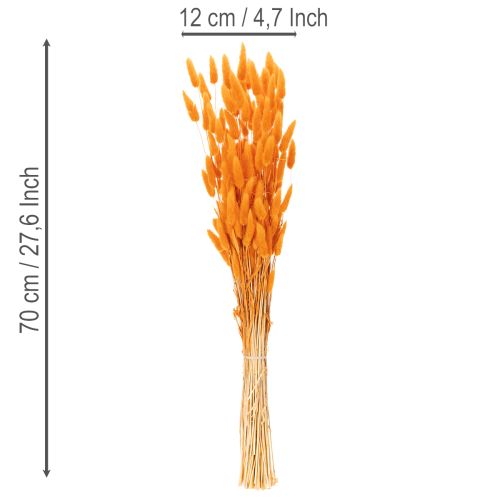 Lagurus-knippe av sammetsgräs, torkat, 70 cm, 100 g | Floristik24.se