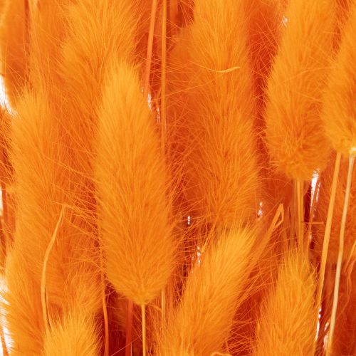 Lagurus-knippe av sammetsgräs, torkat, 70 cm, 100 g | Floristik24.se
