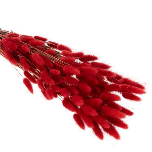 Torkad Lagurus-knippe, torkad blomdekoration, 70 cm, 100 g | Floristik24.se
