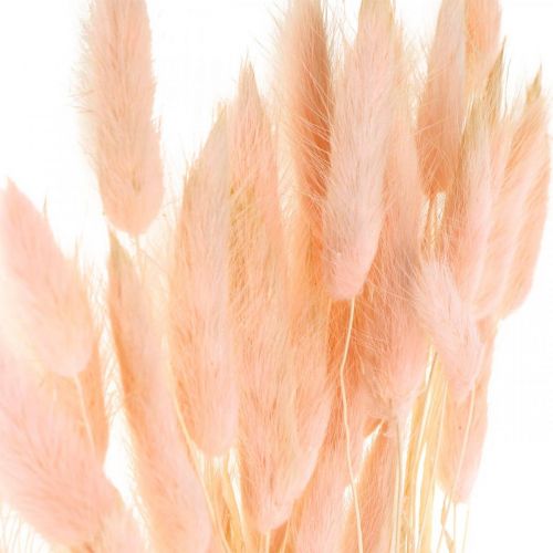 Floristik24 Dekorativt gräsrosa, Lagurus, naturdekoration, torrflorister L45–50cm 30 st.
