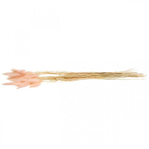 Floristik24 Dekorativt gräsrosa, Lagurus, naturdekoration, torrflorister L45–50cm 30 st.