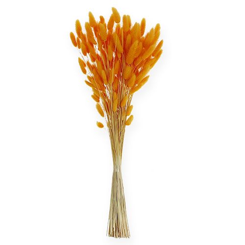 Floristik24 Dekorativt gräs Orange Lagurus 100gr