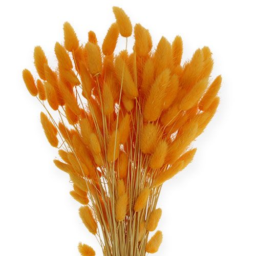 Floristik24 Dekorativt gräs Orange Lagurus 100gr