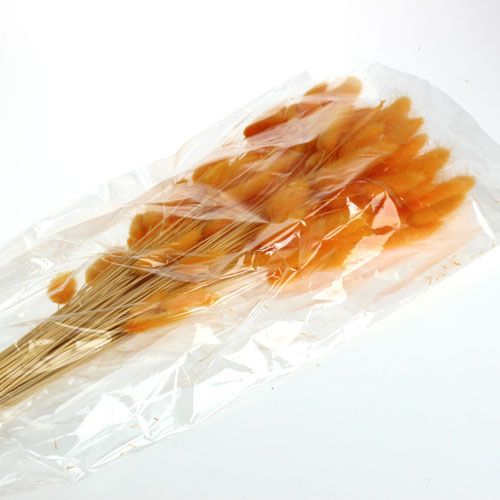 Floristik24 Dekorativt gräs Orange Lagurus 100gr